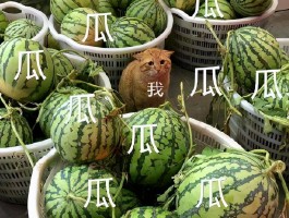 一天5个瓜！全身整容、顶流恋情、深夜泡酒吧赵丽颖最让人意外